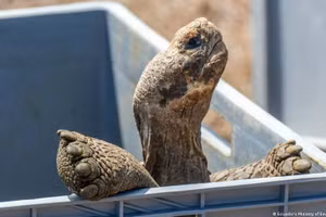 Một con rùa khổng lồ chuẩn bị được thả về đảo Floreana.