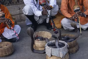 Những người bắt rắn biểu diễn ở Ấn Độ