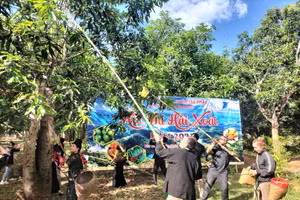 15 đội thi đến từ các xã trên địa bàn huyện Yên Châu tranh tài hái xoài.