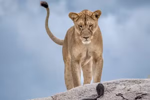 Nhiếp ảnh gia Gabriella Comi đã chụp bức ảnh này về một con sư tử cái đang đối mặt với một con rắn hổ mang.