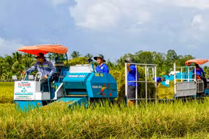 Giá lúa ở ĐBSCL những ngày giáp Tết giảm, khiến nông dân lo lắng. (Ảnh: Q.A)