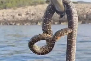 Loài rắn dài gần 2 mét xâm chiếm vùng biển quanh hòn đảo nghỉ dưỡng ở Ibiza đang gây hoảng loạn cho du khách.