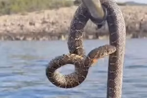 Loài rắn dài gần 2 mét xâm chiếm vùng biển quanh hòn đảo nghỉ dưỡng ở Ibiza đang gây hoảng loạn cho du khách.