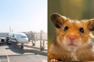 Chuột lang trốn thoát khỏi lồng gây hỗn loạn trên máy bay đã khiến máy bay phải dừng bay vì lo ngại về an toàn.