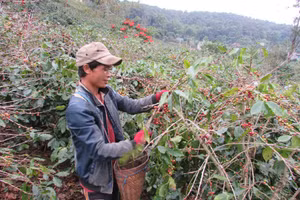 Người dân xã Chiềng Ban, huyện Mai Sơn trồng cây xen canh với cà phê đã mang lại hiệu quả kinh tế cao.