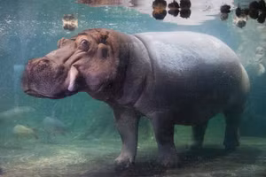 Theo nghiên cứu của RVC, hà mã có thể bay lên không trung trong thời gian ngắn