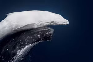 Bức ảnh "Mahina", do nhiếp ảnh gia người Úc Jono Allen chụp, giành giải nhất tại Giải thưởng Nhiếp ảnh Thiên nhiên Thế giới năm 2026.