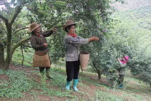 Người dân xã Phiêng Khoai có thu nhập cao từ trồng mận hậu.