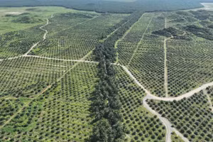 Các hành lang động vật hoang dã chạy qua các đồn điền cọ, kết nối các khu vực rừng tự nhiên và giúp voi dễ dàng di chuyển qua đó hơn.