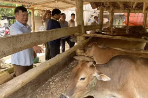 Người dân xã Chiềng Sai nuôi bò nhốt chuồng đem lại thu nhập cao.