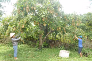 Nhờ sự hỗ trợ của huyện Sông Mã, nhiều hộ dân nơi đây đã có thu nhập ổn định và thoát nghèo.