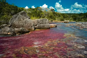 Dòng nước Cano Cristales ở Colombia thường được gọi là “Dòng sông năm màu”.