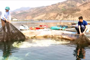 Nhờ nuôi cá lồng, cuộc sống của người dân vùng lòng hồ xã Liệp Tè ngày càng ổn định.