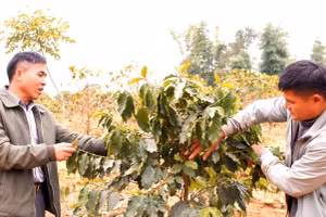 Người dân xã Bản Lầm đang kiểm tra quá trình phát của cây cà phê.