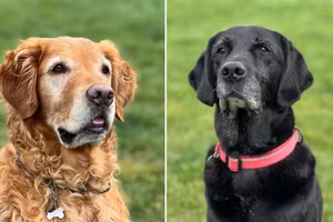 Hai chú chó siêu đánh hơi Bumper (trái) và Peanut được huấn luyện bởi tổ chức từ thiện Medical Detection Dogs.