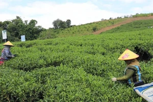 Cây chè đã làm đổi thay cuộc sống của người dân xã Phiêng Cằm.