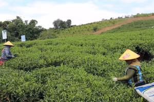 Cây chè đã làm đổi thay cuộc sống của người dân xã Phiêng Cằm.