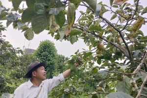  Ông Quý là người tiên phong mang giống hồng giòn về trồng tại xã Phiêng Cằm.