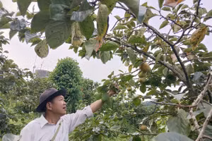  Ông Quý là người tiên phong mang giống hồng giòn về trồng tại xã Phiêng Cằm.