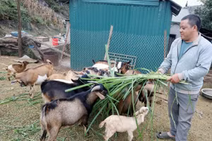 Bằng nghị lực vượt khó, anh Sềnh đã có cuộc sống khấm khá từ nuôi dê.