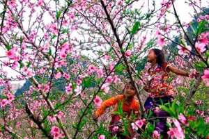 Tại xã Lóng Luông, huyện Vân Hồ trồng hơn 500ha hoa anh đào.