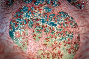 Bức ảnh về rạn san hô mềm hình súp lơ, có tên gọi “Rừng Fractal”, giành giải Nhất tại lễ trao giải Nhiếp ảnh gia cận cảnh của năm lần thứ bảy.