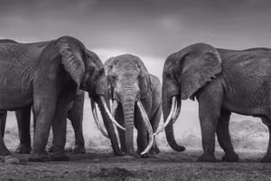 Bức ảnh tuyệt đẹp về loài voi siêu ngà đang dần biến mất của nhiếp ảnh gia người Ý, Federico Veronesi.