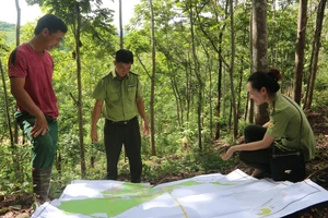 Những năm qua, Hạt Kiểm lâm huyện Yên Châu luôn làm tốt công tác bảo vệ rừng.