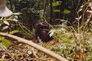 Kalema-Zikusoka đã chụp bức ảnh chú khỉ đột Kacupira trong chuyến đi theo dõi khỉ đột đầu tiên của cô tại Công viên quốc gia Bwindi Impenetrable vào năm 1994.