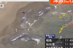 Bốn con cá voi đã bị sóng cuốn vào bờ biển Nhật Bản sau một trận động đất mạnh 8,8 độ richter xảy ra gần Bán đảo Kamchatka của Nga vào sáng 30/7/2025..