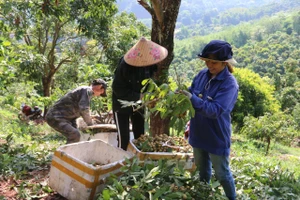Những năm qua, nhiều hộ dân ở xã Chiềng La đã thoát nghèo nhờ trồng nhãn trên đất dốc.