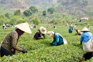 Người dân xã Phổng Lái đang hái chè.