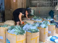 Người dân bảo quản, chuẩn bị vận chuyển dứa đi tiêu thụ.