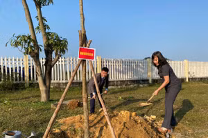Ban Giám đốc Đại học Huế trồng cây tại Khu đô thị Đại học Huế.