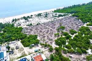 Diện tích rừng phòng hộ ven biển bị chặt phá tại xã Quảng Công, huyện Quảng Điền cũ, nay là phường Phong Quảng, TP Huế. (Ảnh: T.N)