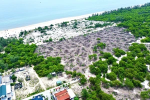 Diện tích rừng phòng hộ ven biển bị chặt phá tại xã Quảng Công, huyện Quảng Điền cũ, nay là phường Phong Quảng, TP Huế. (Ảnh: T.N)