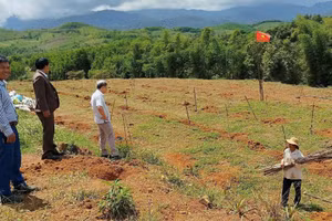 Dự án dược liệu trồng cây gấc giảm nghèo cho đồng bào dân tộc thiểu số TP Huế. (Ảnh: Ban Dân tộc - Tôn giáo, Sở Nội vụ TP Huế)