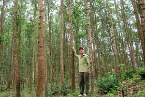 Việc trồng rừng gỗ lớn giúp người dân vùng cao TP Huế thoát nghèo, vươn lên làm giàu bền vững.