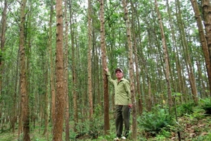 Việc trồng rừng gỗ lớn giúp người dân vùng cao TP Huế thoát nghèo, vươn lên làm giàu bền vững.