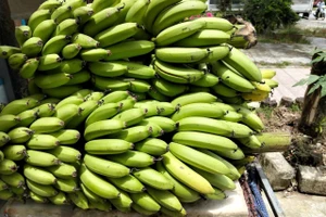 Chuối già lùn, loại cây đem lại nguồn kinh tế cho bà con vùng cao A Lưới, Huế.