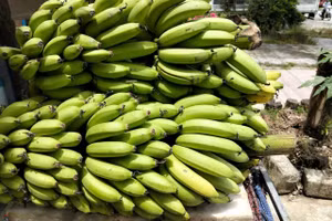 Chuối già lùn, loại cây đem lại nguồn kinh tế cho bà con vùng cao A Lưới, Huế.