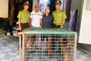 Lực lượng kiểm lâm huyện A Lưới (TP Huế) tiếp nhận 3 cá thể khỉ mặt đỏ quý hiếm được giao nộp từ người dân.