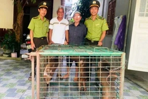 Lực lượng kiểm lâm huyện A Lưới (TP Huế) tiếp nhận 3 cá thể khỉ mặt đỏ quý hiếm được giao nộp từ người dân.