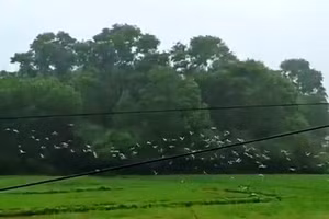 Đàn chim quý có mặt trong sách Đỏ Việt Nam xuất hiện tại thị xã Hương Trà, TP Huế.