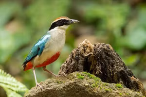 Học sinh Huế bàn giao chim quý hiếm trong sách Đỏ cho Kiểm lâm