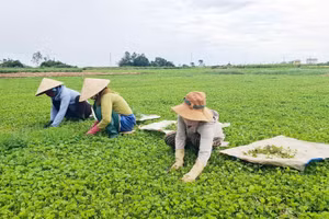 Nông dân xã Quảng Điền, TP Huế thoát nghèo nhờ trồng cây rau má.