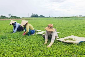 Nông dân xã Quảng Điền, TP Huế thoát nghèo nhờ trồng cây rau má.