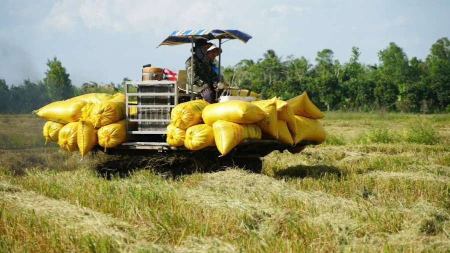 Các mặt hàng xuất khẩu chủ lực như gạo, thủy sản và may mặc đều tăng trưởng ấn tượng. Ảnh: Yến Phương. lua-gao.jpg