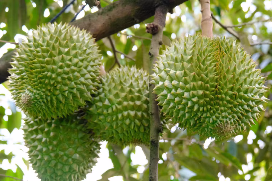 Với diện tích 12.944 ha, sầu riêng đứng thứ 3 trong các loại cây ăn quả của TP Cần Thơ. Ảnh: Yến Phương.