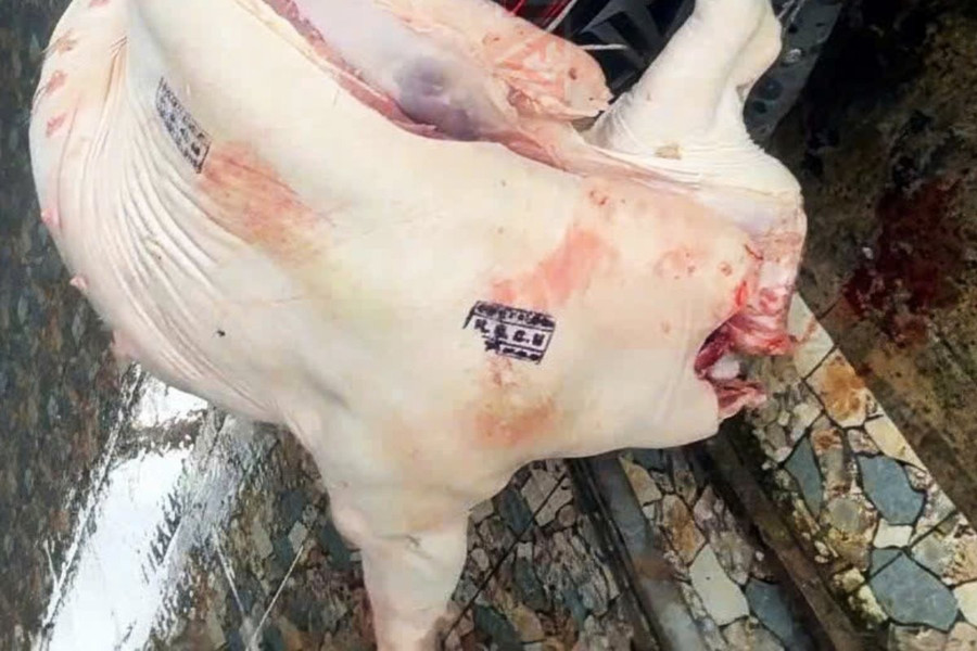 Cá thể lợn nhiễm bệnh được cơ quan Công an phát hiện tại cơ sở giết mổ. Ảnh: Công an Cần Thơ. heo-chau-phi.jpg